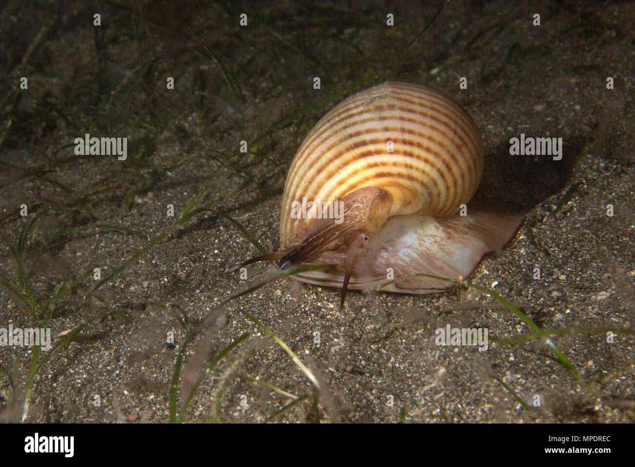 Gastropods molluscs hires stock photography and images Alamy