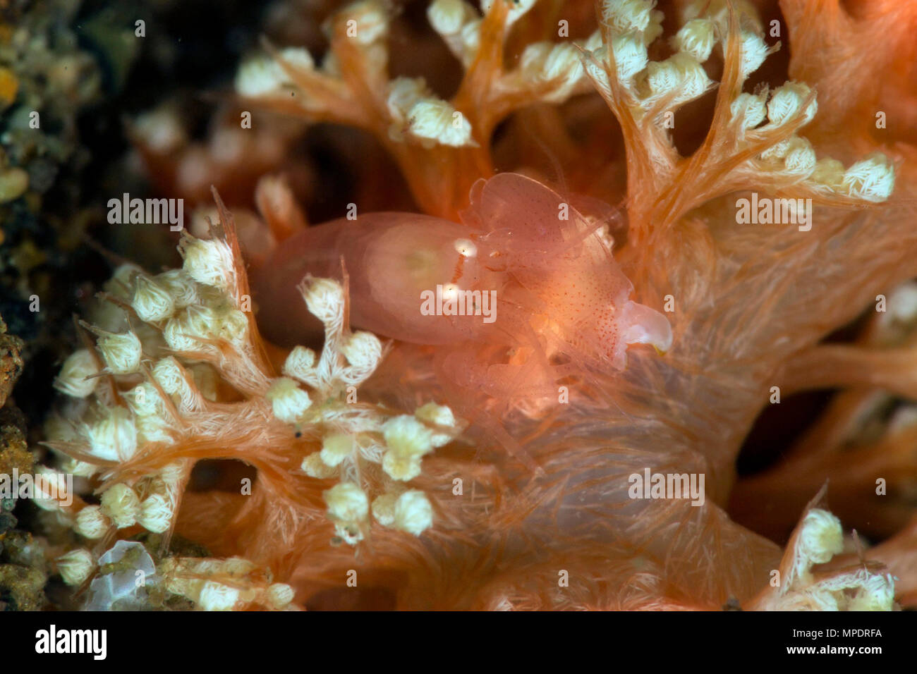 Soft-coral  shrimp (Synalpheus neomeris). Picture was taken in Anilao, Philippines Stock Photo