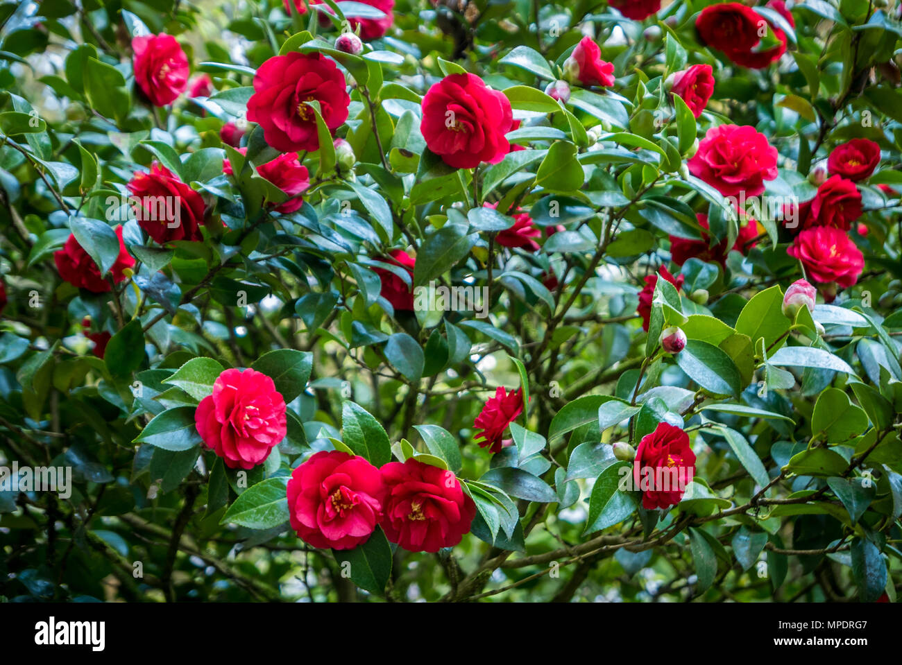 A beautiful red camellia bush in springtime Stock Photo