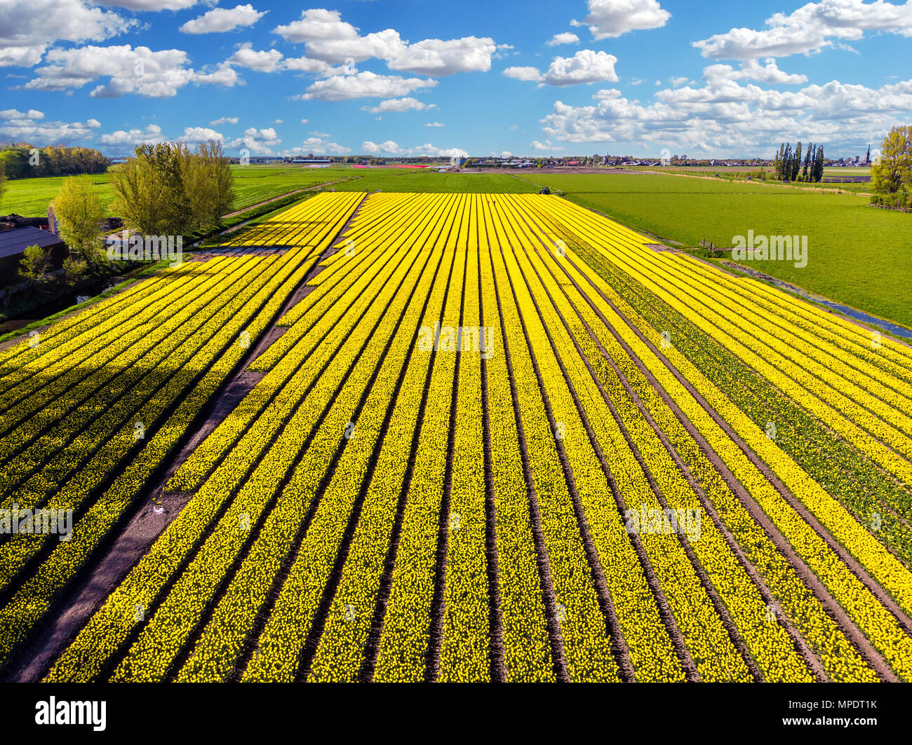 Netherlands tulip farm house hi-res stock photography and images - Alamy