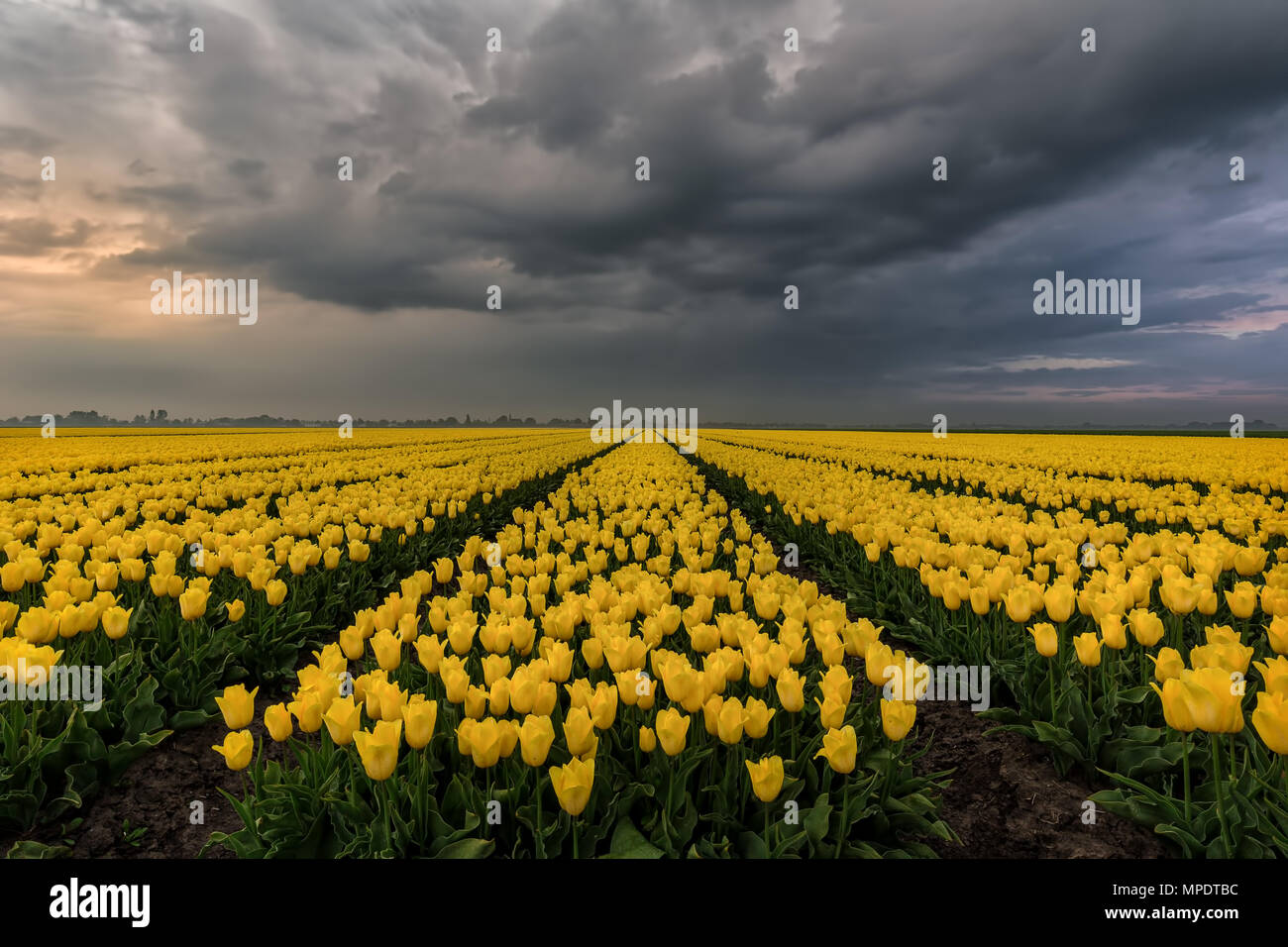 Yellow tulip field under a stormy sky Stock Photo - Alamy