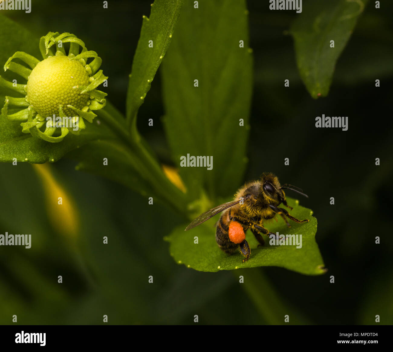 Honey bee with pollen sac Stock Photo Alamy