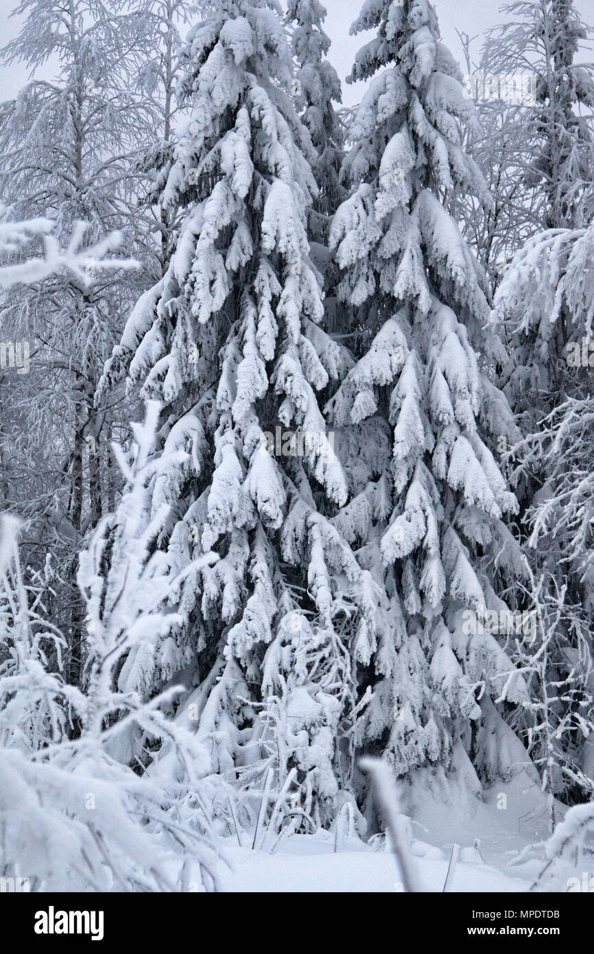 Siberian winter, snowy winter, frosty winter. Wood is filled with snow, snow-covered forest. Snow boss, snowcap on branches and tops of fir trees. Sib Stock Photo
