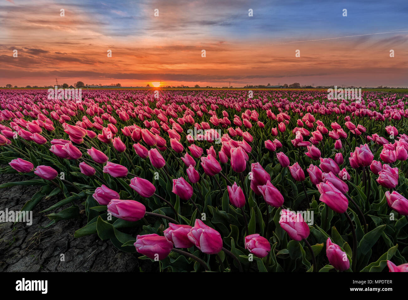 Tulip fields netherlands sunset hi-res stock photography and images - Alamy, image size:1300x956