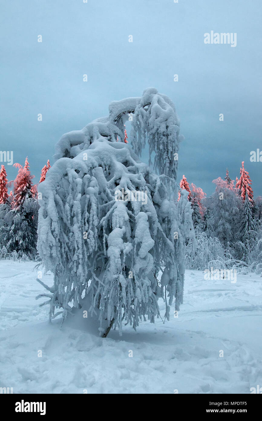 Siberian winter. Tree is covered with blanket of snow and snow cap. Branches bent under weight of snow Stock Photo