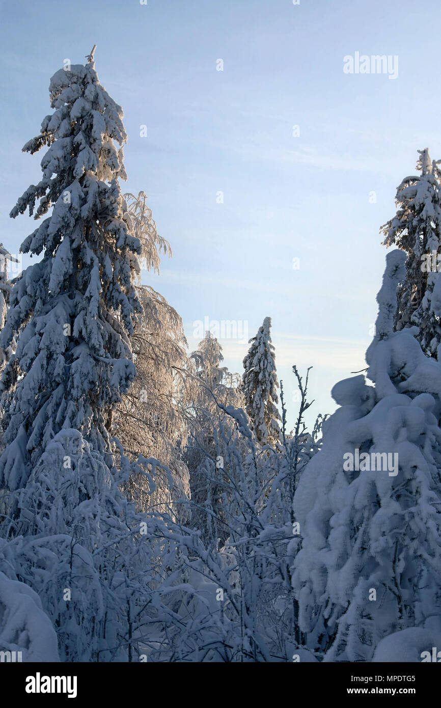 Siberian winter, snowy winter, frosty winter. Wood is filled with snow, snow-covered forest. Snow boss, snowcap on branches and tops of fir trees, glo Stock Photo