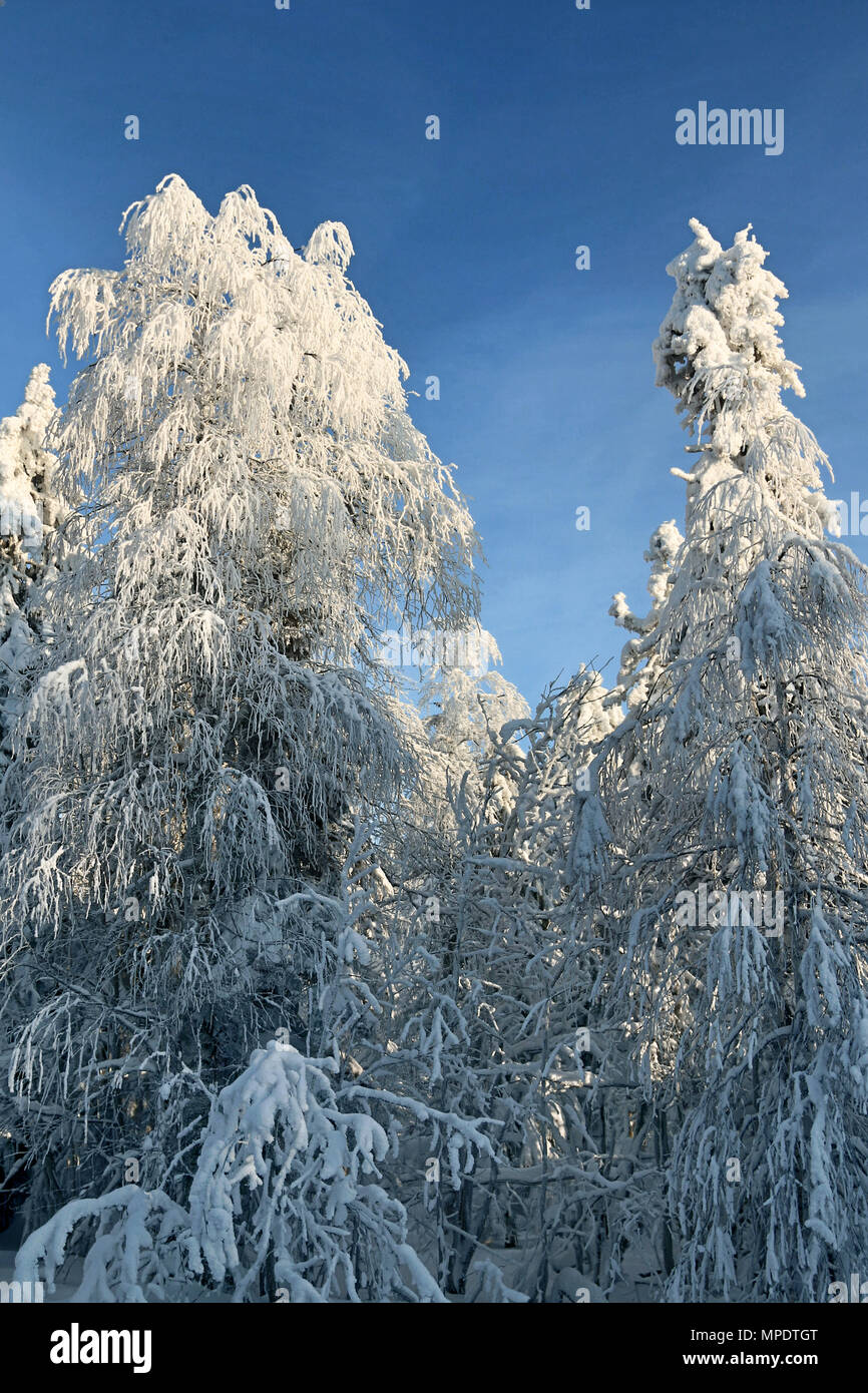 Siberian winter, snowy winter, frosty winter. Wood is filled with snow, snow-covered forest. Snow boss, snowcap on branches and tops of fir trees, glo Stock Photo