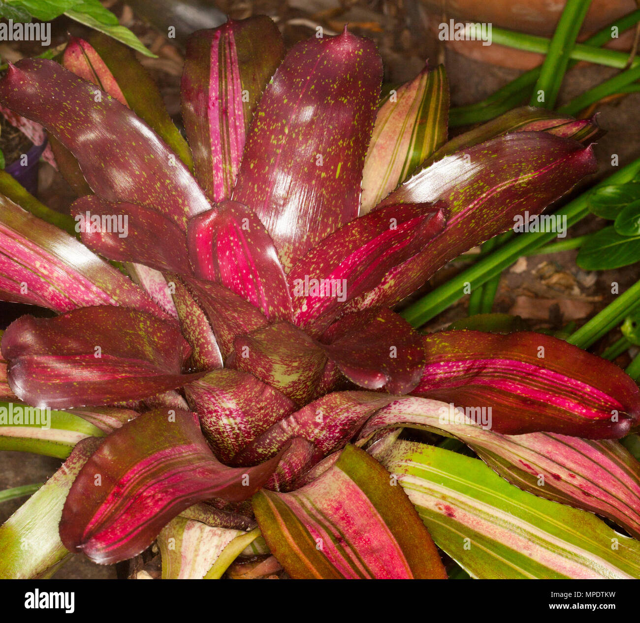 Bromeliad, Neoregelia 'Goode For Grace', with vivid red leaves with lighter red stripes and green stripes on outer foliage Stock Photo