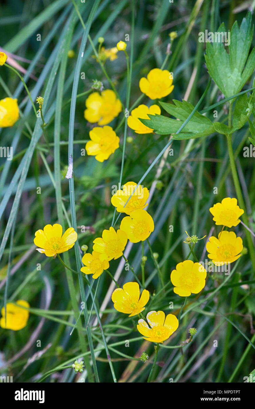 Buttercups (probably celery-leaved crowfoot, Ranunculus sceleratus) on grassy seaside meadow. Graceful yellow flowers but highly toxic, poisonous plan Stock Photo