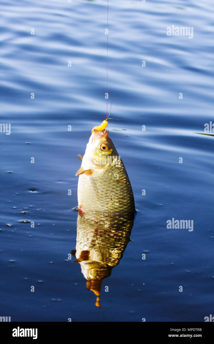 https://c8.alamy.com/comp/MPDTRB/ultralight-fishing-on-jig-spinning-lure-twister-on-freshwater-pond-rudd-caught-on-a-white-worm-MPDTRB.jpg