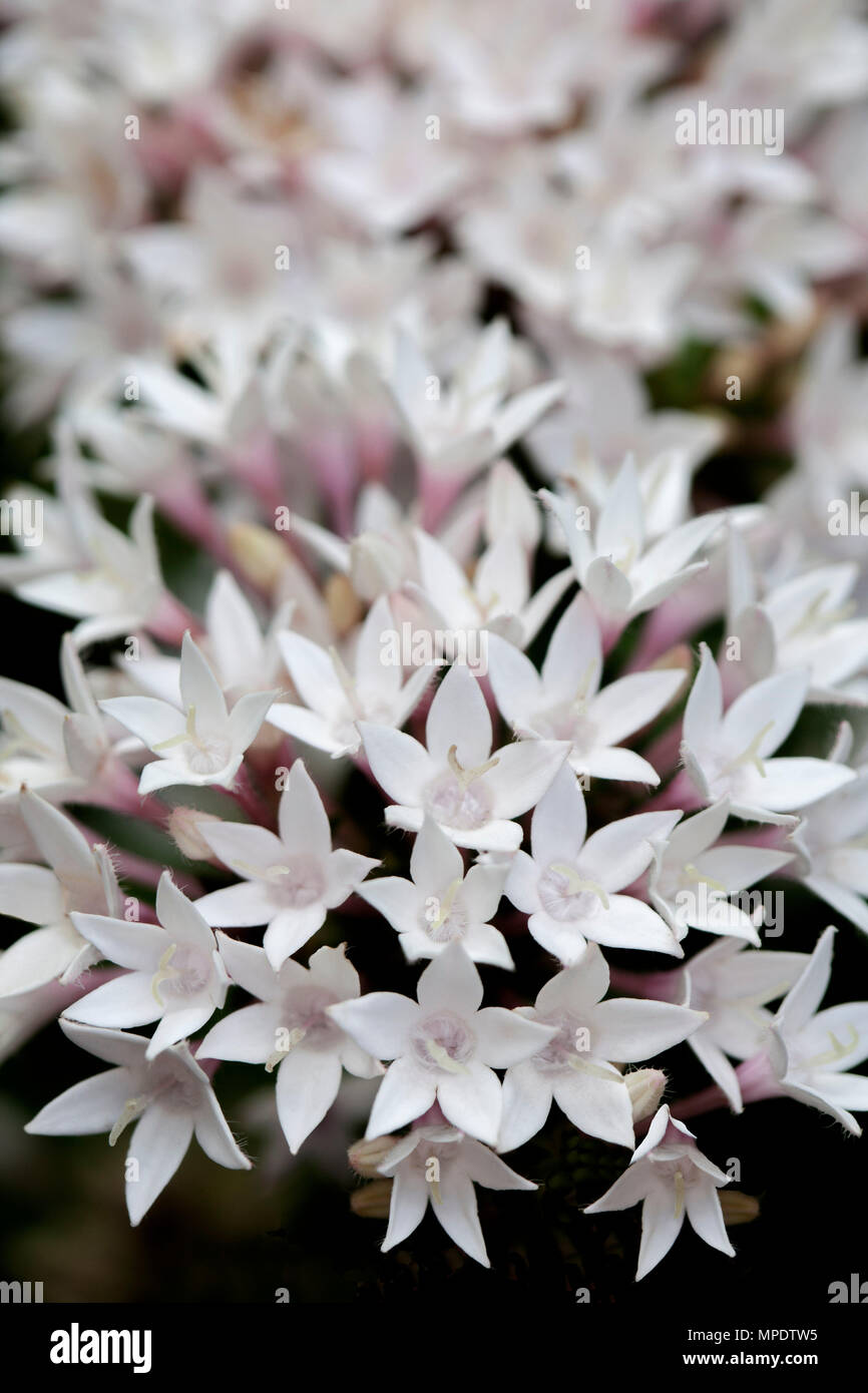 Large cluster of delicate white flowers and foliage of Pentas lanceolata, Egyptian star flower, an evergreen shrub, in Australia Stock Photo