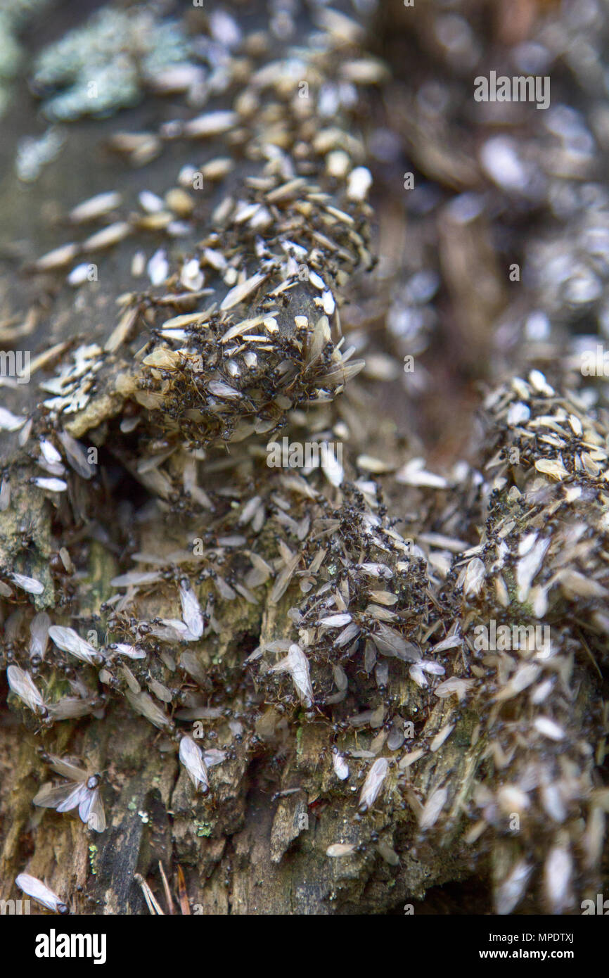 Swarming, mating flight of wood ants. Most important for what ants live