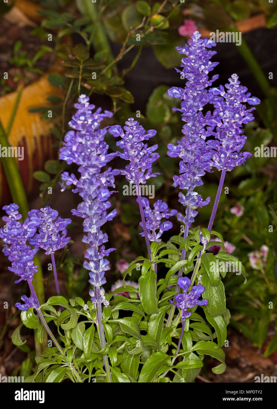 Spikes of deep blue / purple flowers and green leaves of Salvia farinacea 'Sallyfun', a perennial plant on dark background Stock Photo