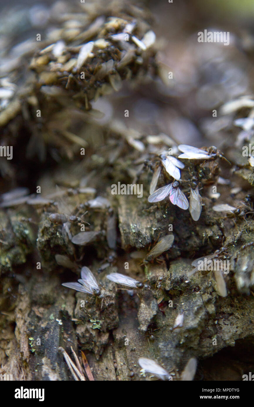 Swarming, mating flight of wood ants. Most important for what ants live