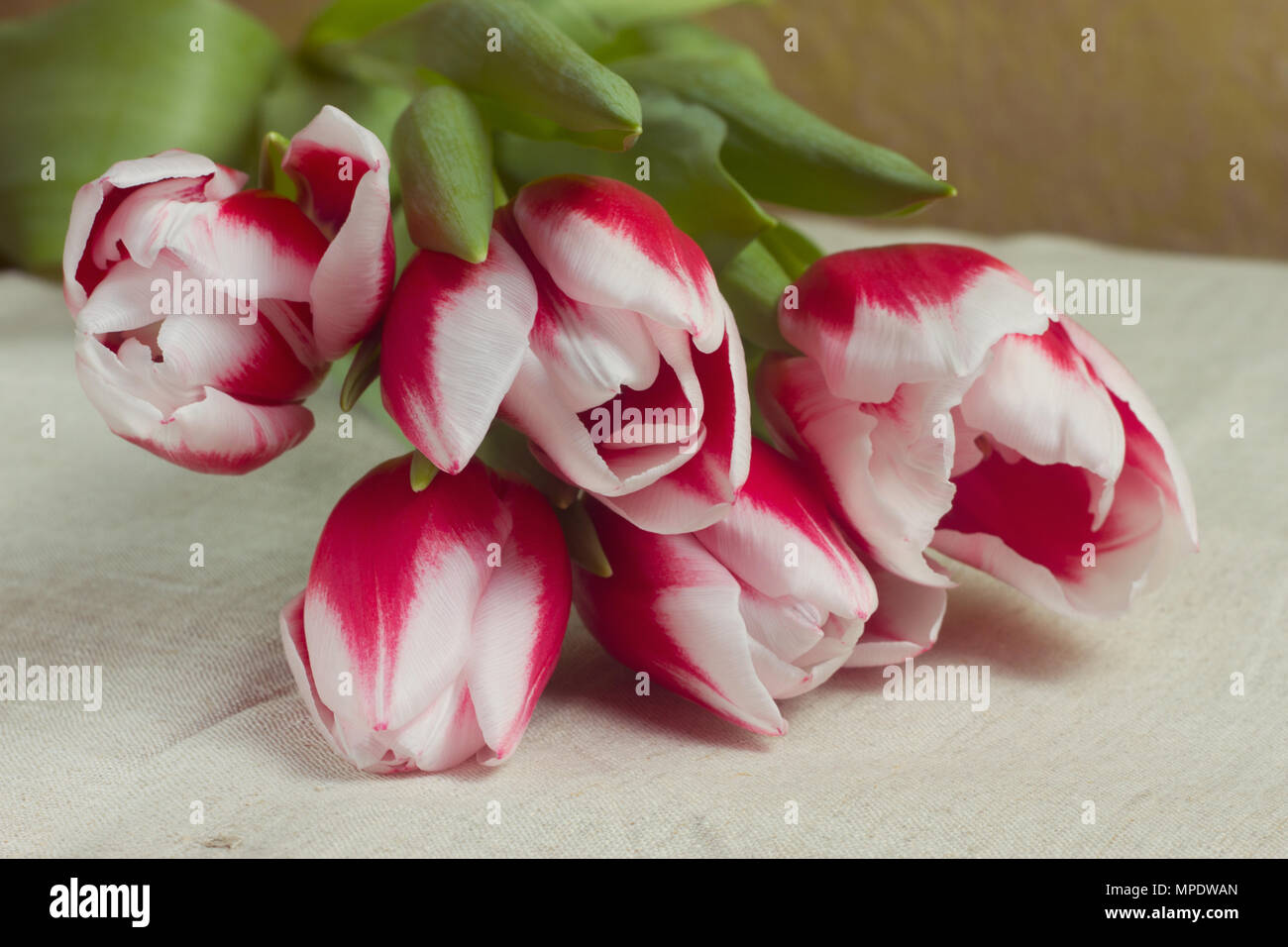 Bouquet of red tulips in multiples of parchment Stock Photo