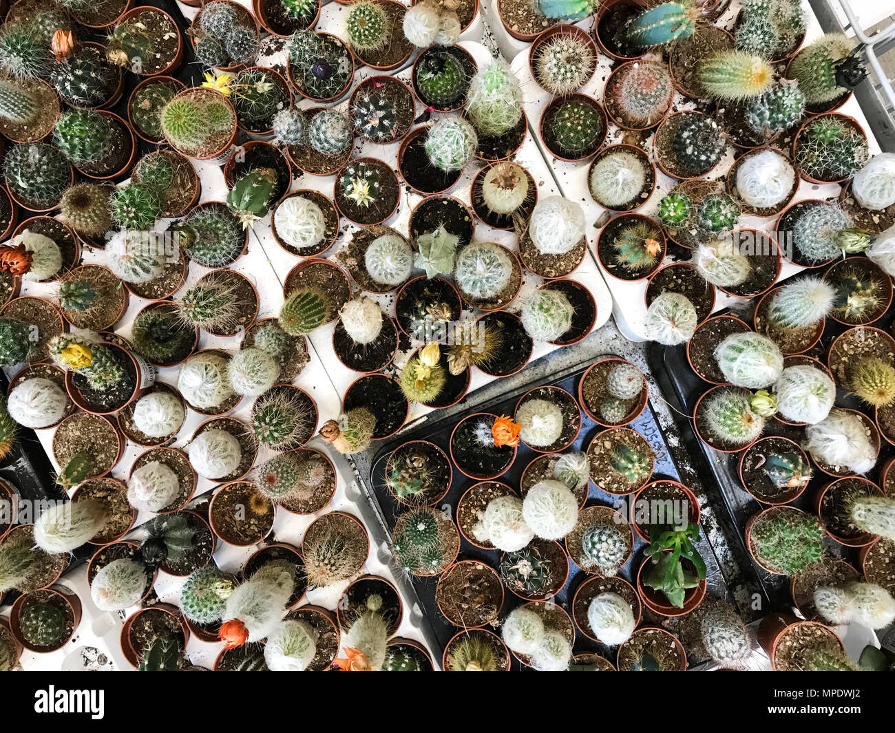 Variety of cactus hi-res stock photography and images - Alamy