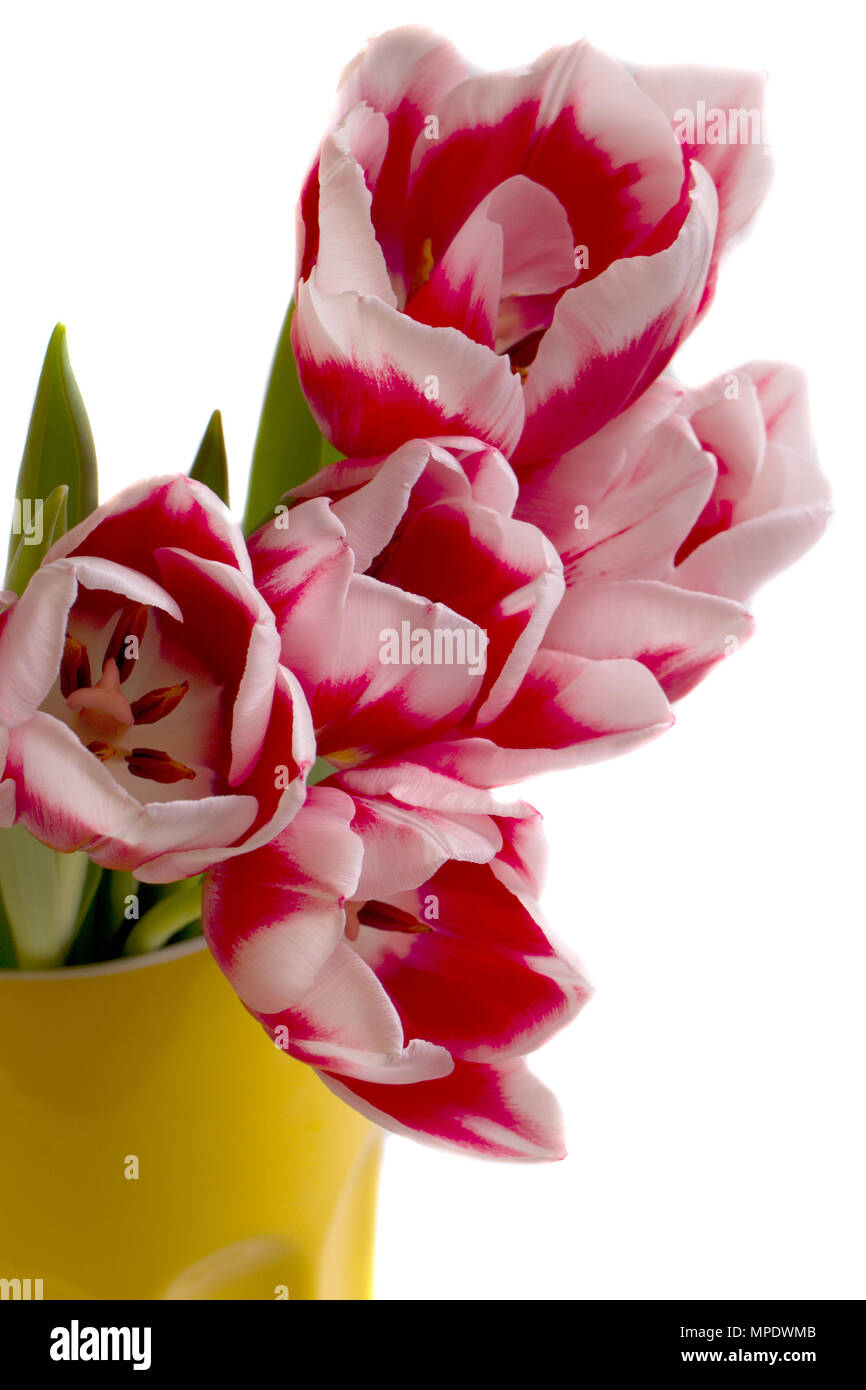 Large bouquet of tulips in a yellow vase on a white background Stock ...