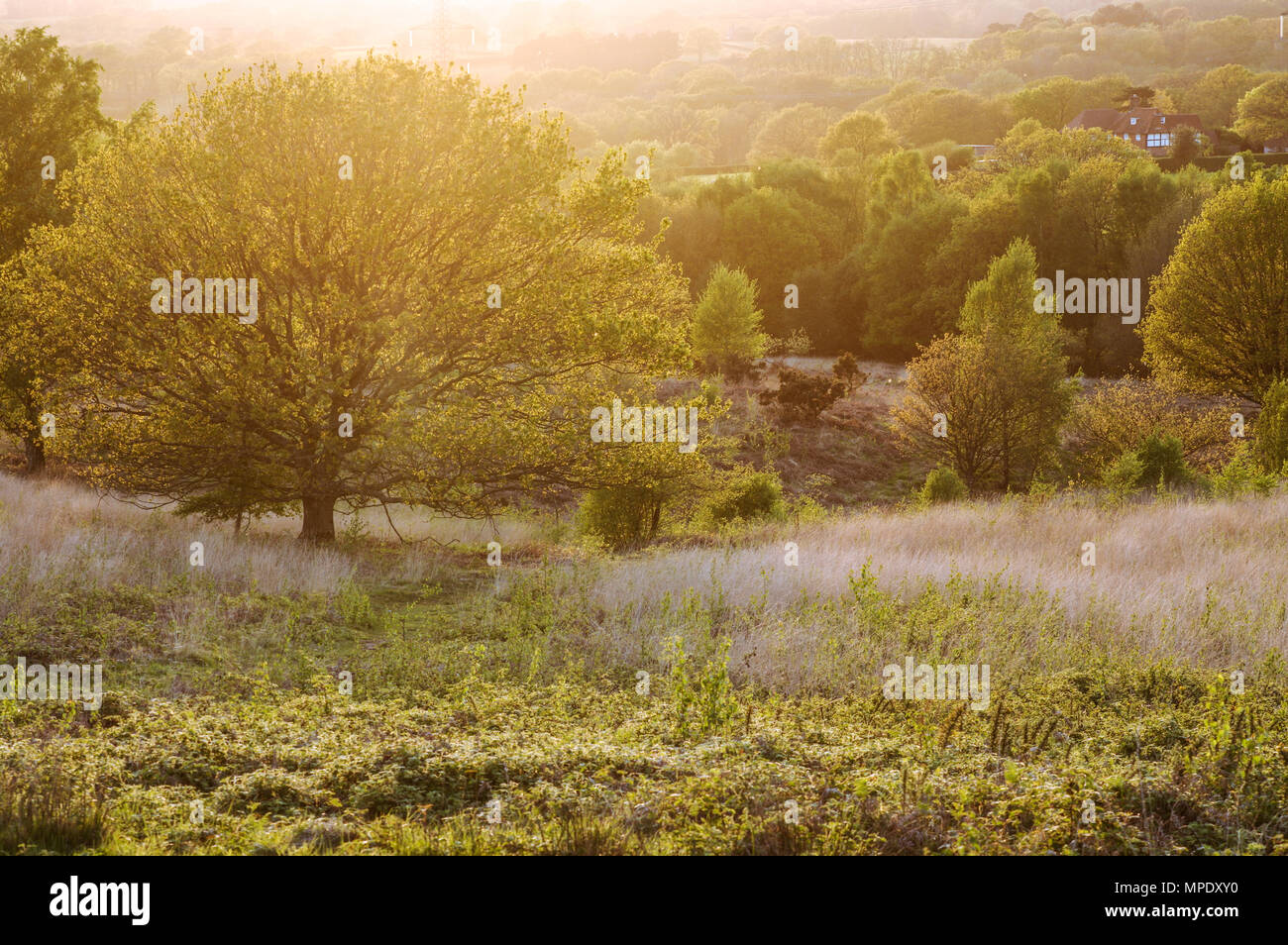 Beautiful Chailey Common Nature Reserve in West Sussex Stock Photo