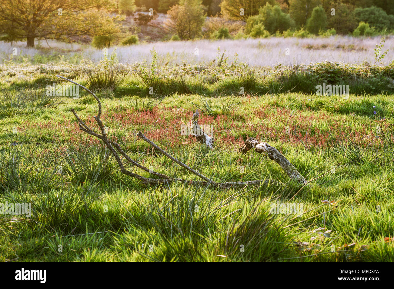 Beautiful Chailey Common Nature Reserve in West Sussex Stock Photo