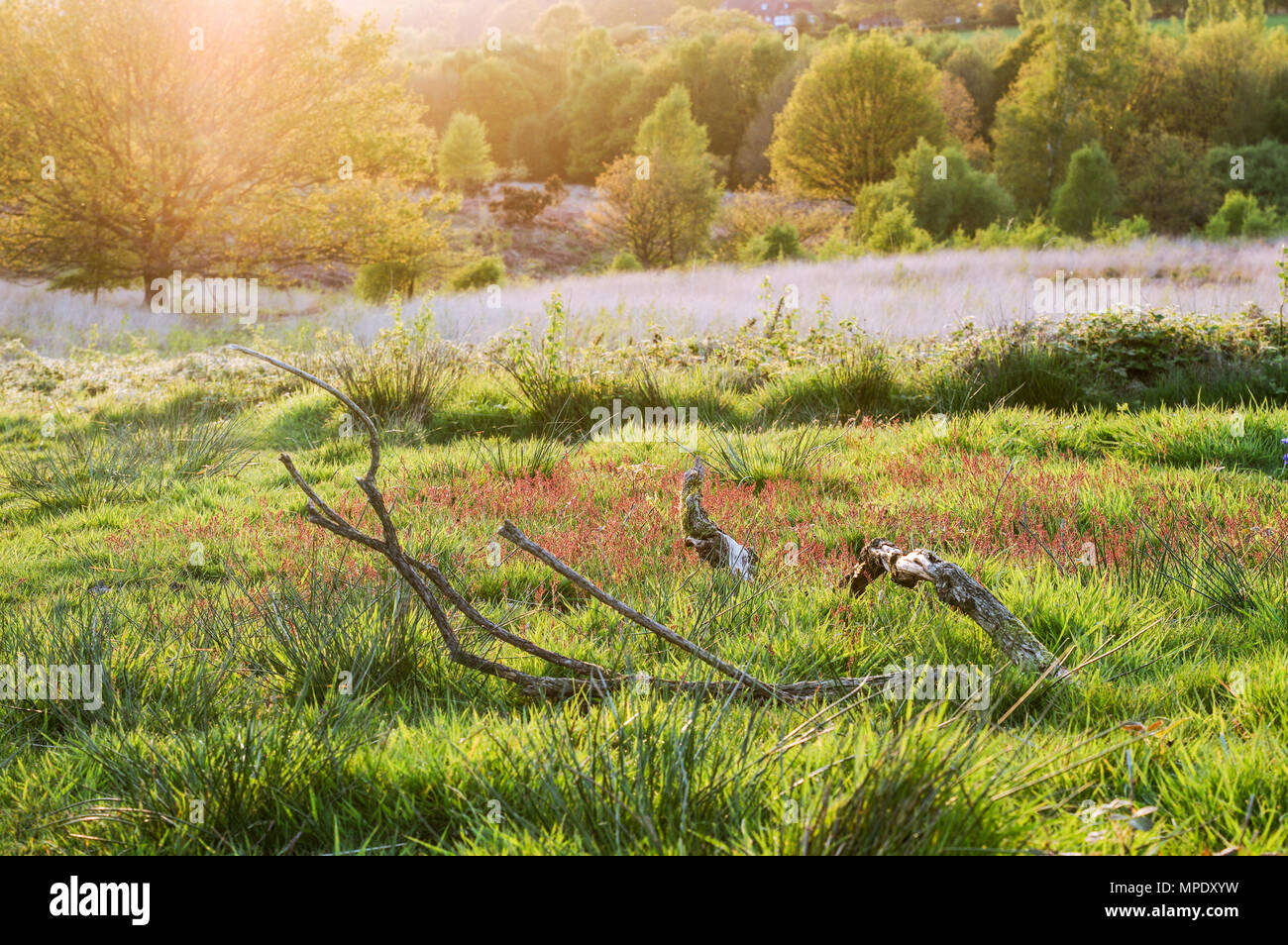 Beautiful Chailey Common Nature Reserve in West Sussex Stock Photo