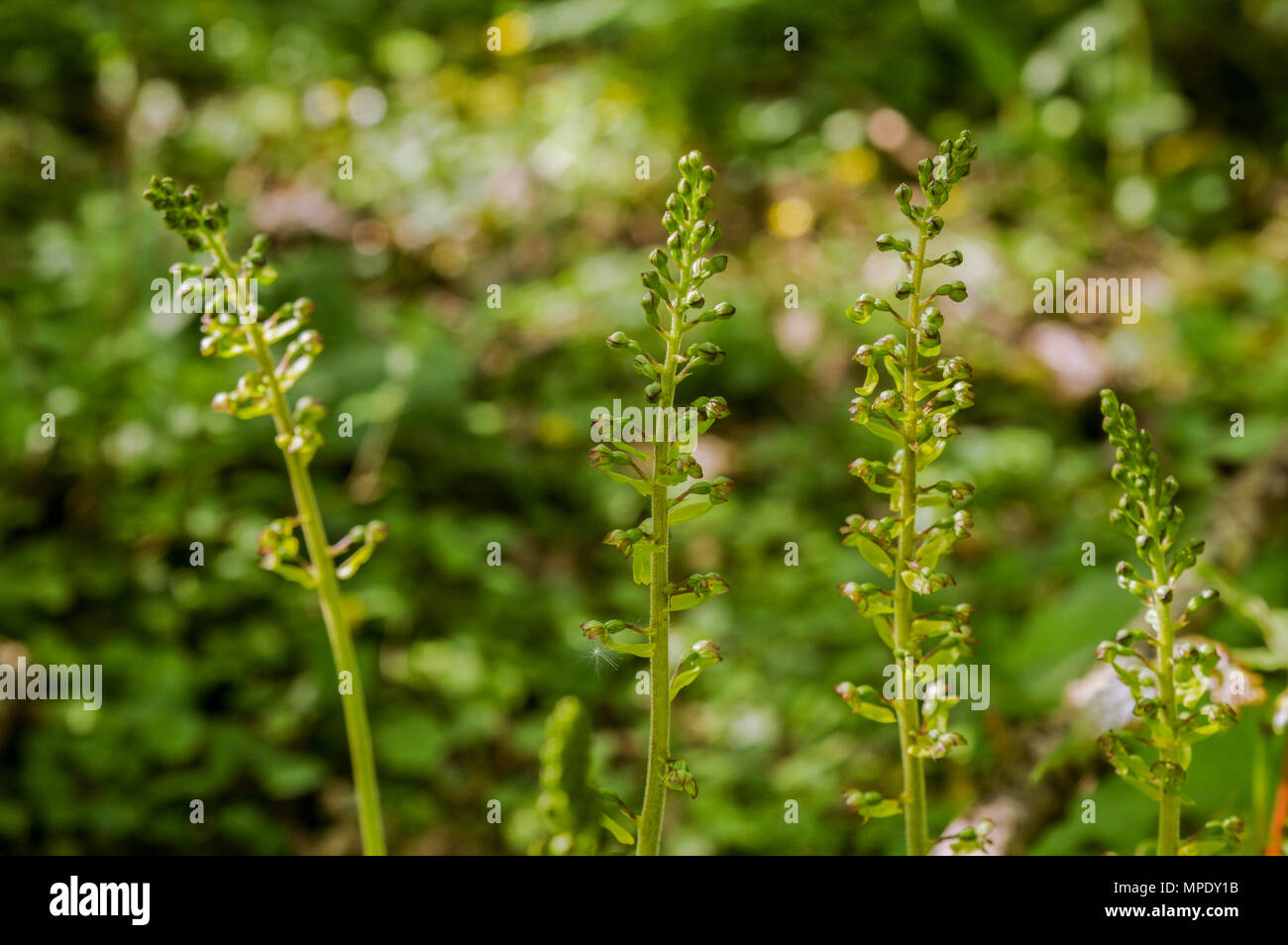 Common Twayblade flowering on the South Downs hills in Sussex Stock Photo
