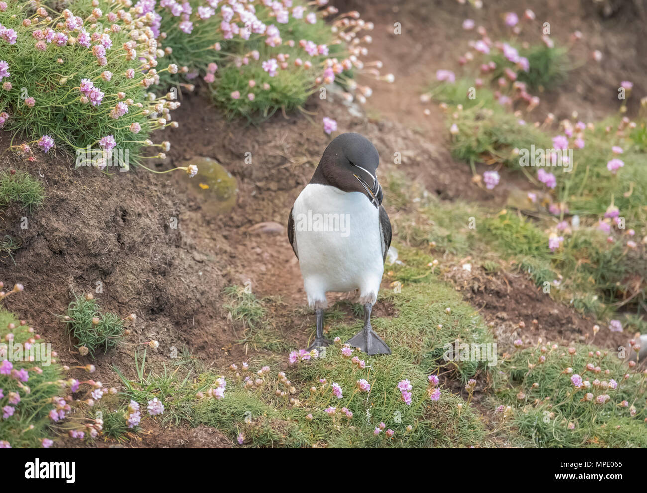 Razorbill, alca torda, standing on a cliff, surrounded by thrift flowers, in scotland in the springtime Stock Photo