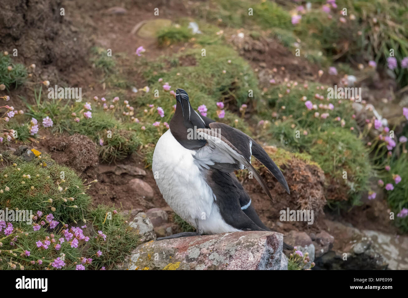 Close up razorbill seabird hi-res stock photography and images - Alamy