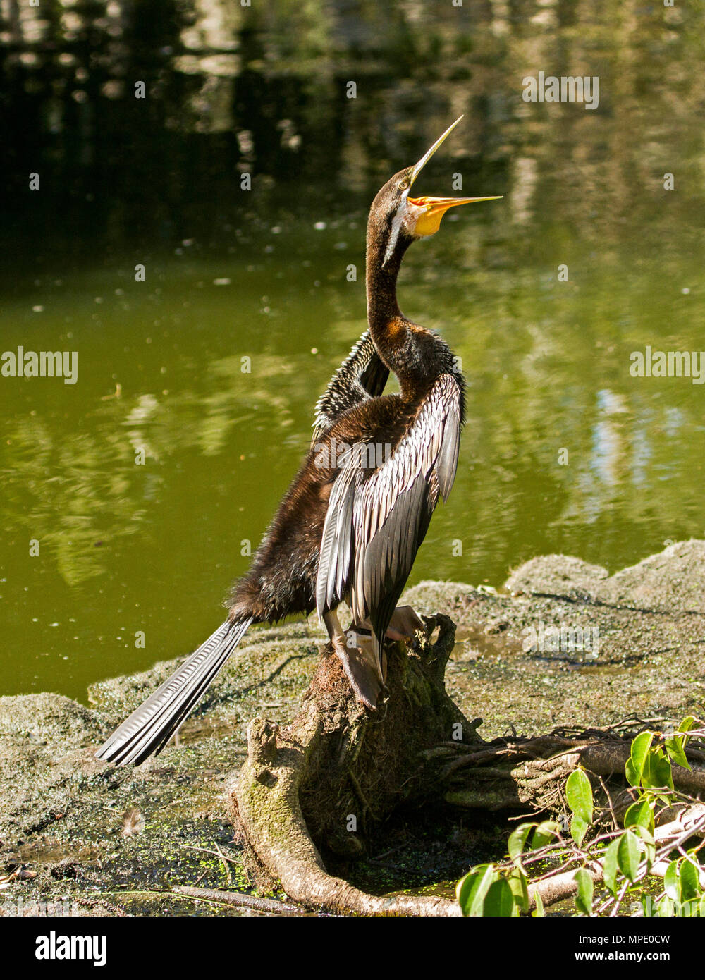 Australian waterbird, Snake-necked Darter, perched on log beside water with wings held out to dry and bill wide open in urban park Stock Photo