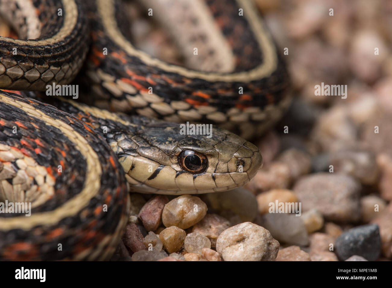 Red-sided Gartersnake (Thamnophis sirtalis parietalis) encountered crossing a gravel road in Gage County, Nebraska, USA. Stock Photo