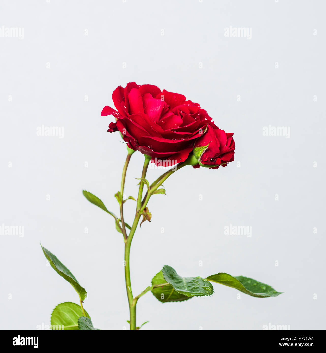 white background red rose Stock Photo Alamy