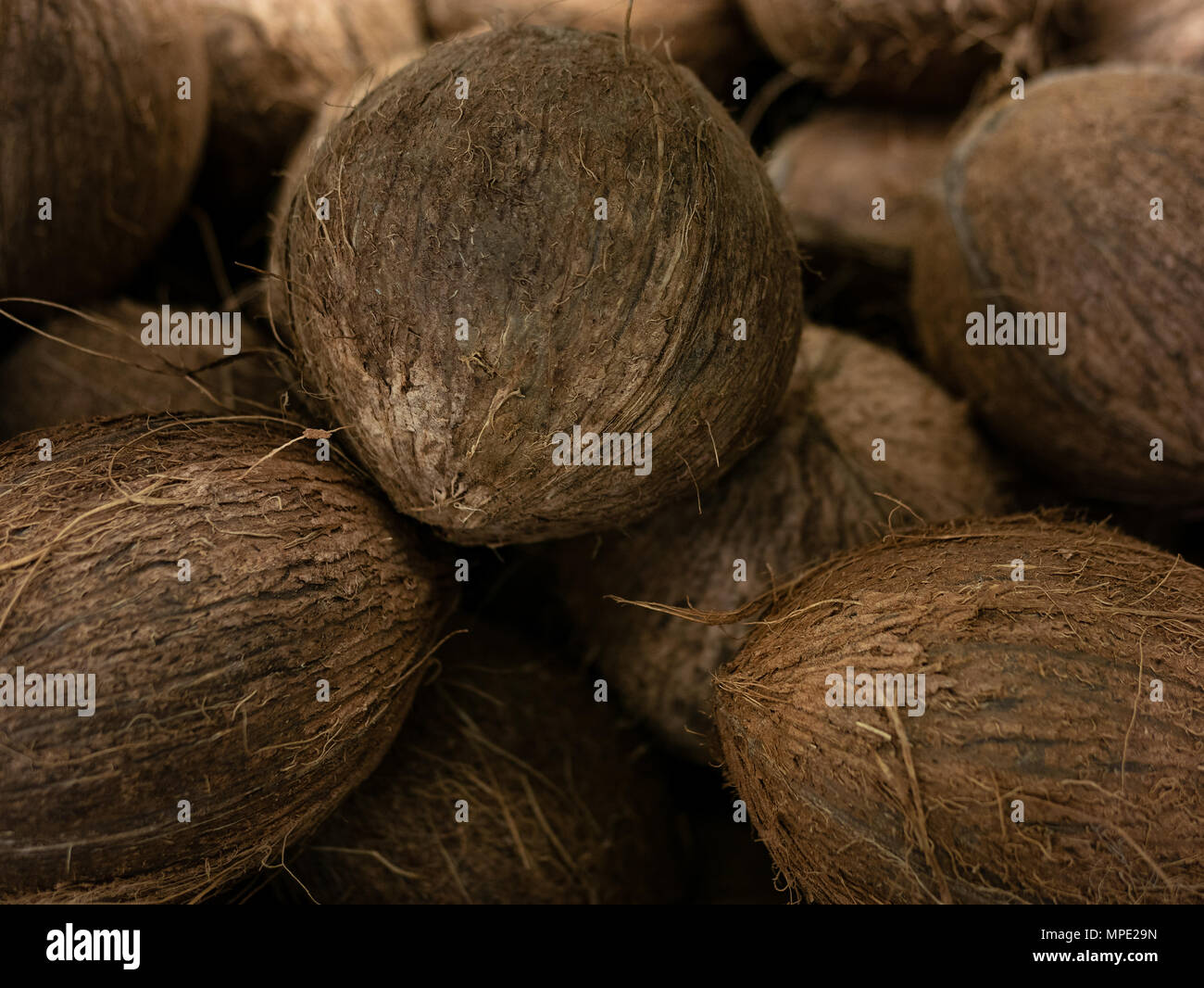 coconut harvest. many coconuts. coconut for food textures. . Landscape ...