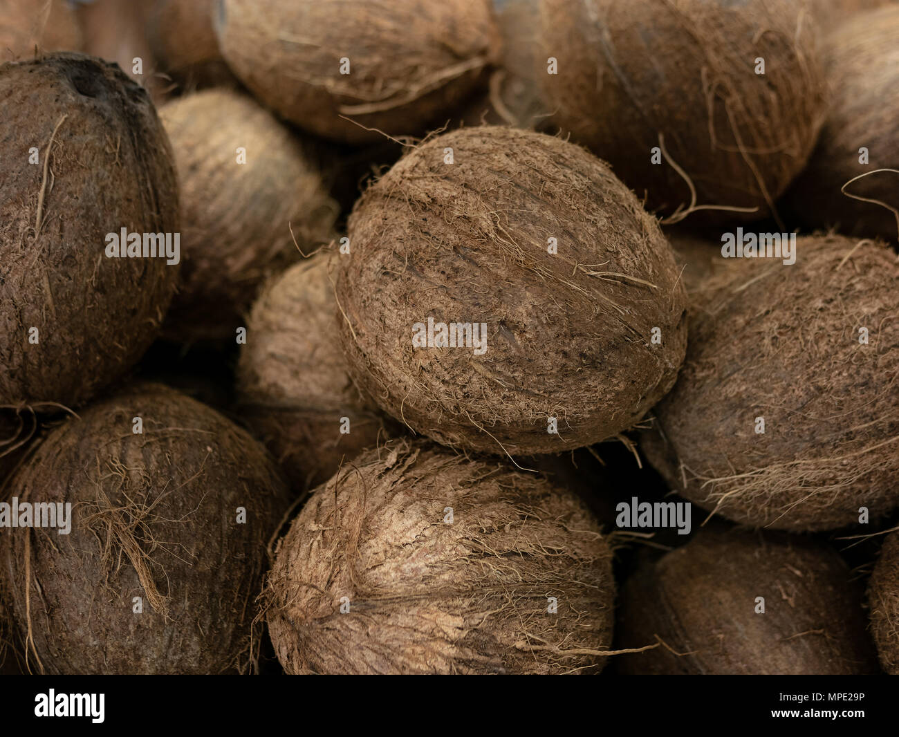 coconut harvest. many coconuts. coconut for food textures. . Landscape