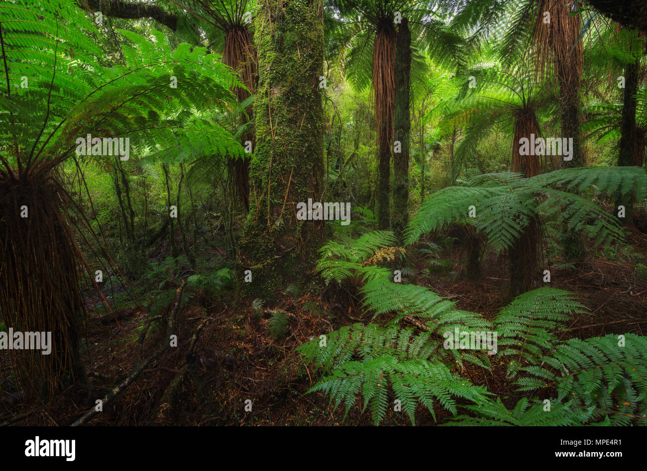 New Zealand rainforest details landscape picture Stock Photo