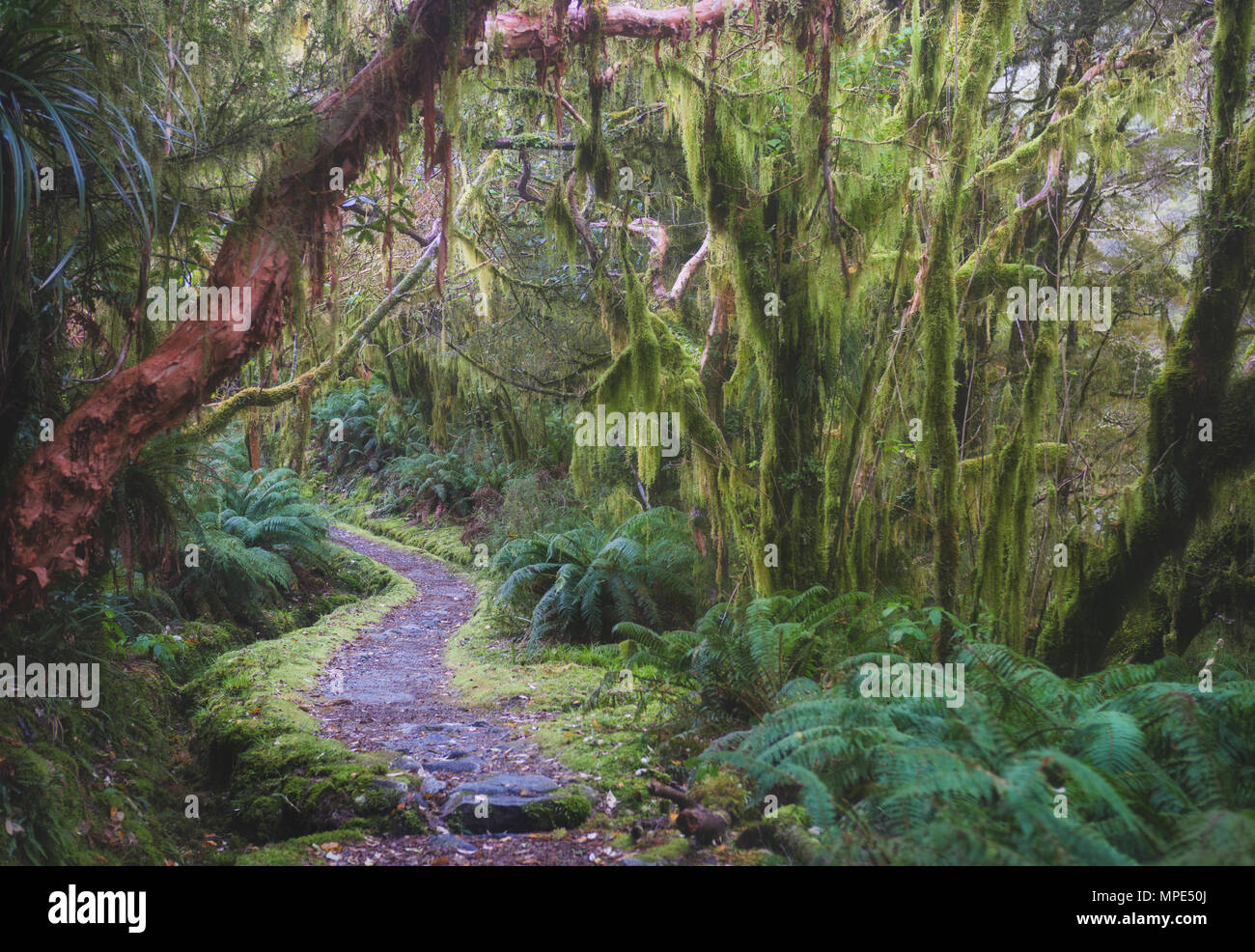 New Zealand rainforest details landscape picture Stock Photo