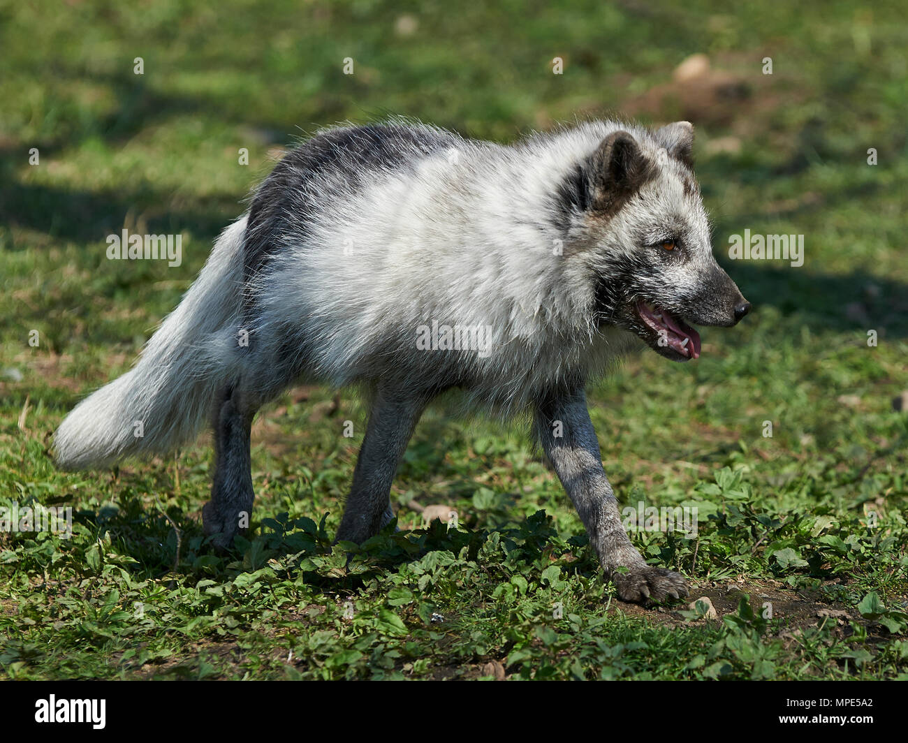  Arctic fox in natural hi-res stock photography and images - Alamy Motiv 