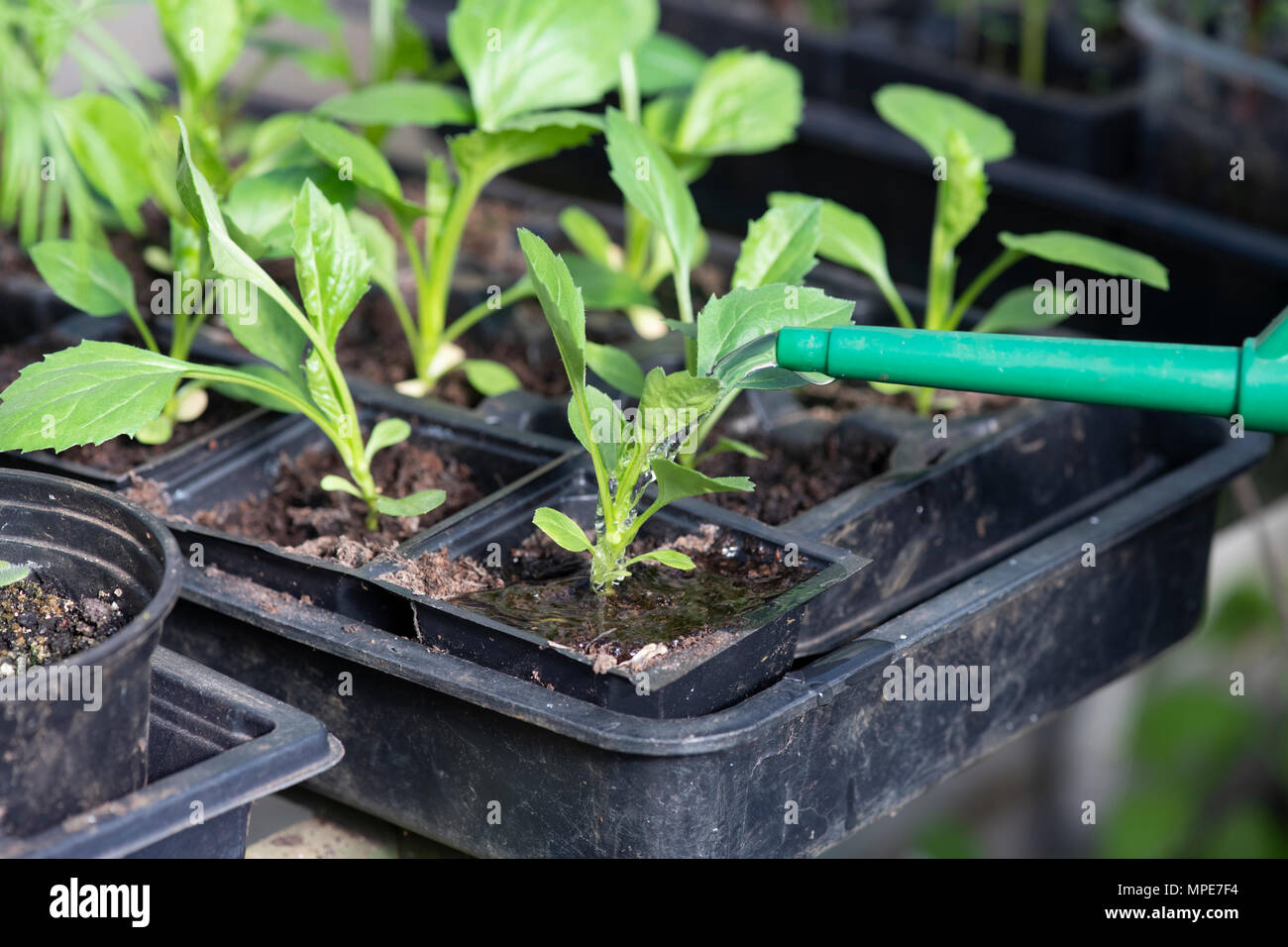 Callistephus chinensis. Watering china aster seedlings in a greenhouse. UK Stock Photo