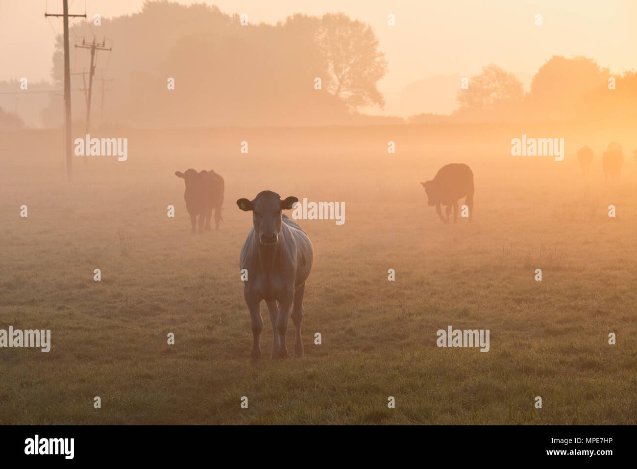 Bos taurus. Cows in a misty field at sunrise in may . Oxfordshire, England Stock Photo