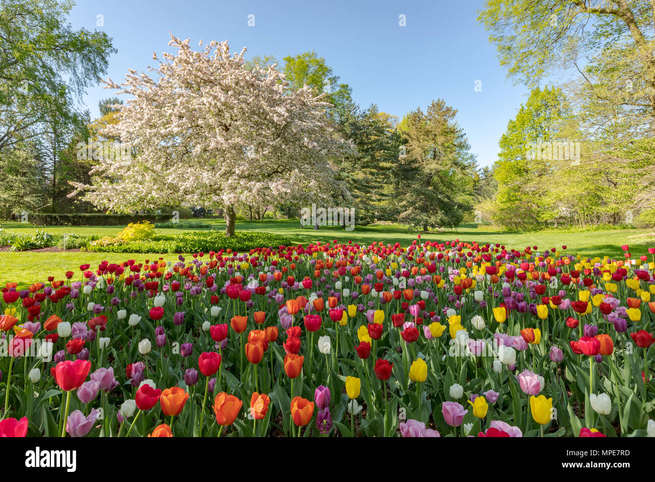 Spring tulips bloom in front of a blooming crab apple tree at Dow Gardens in Midlan Michigan
