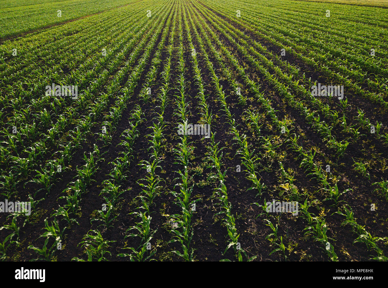 Corn field weed hires stock photography and images Alamy