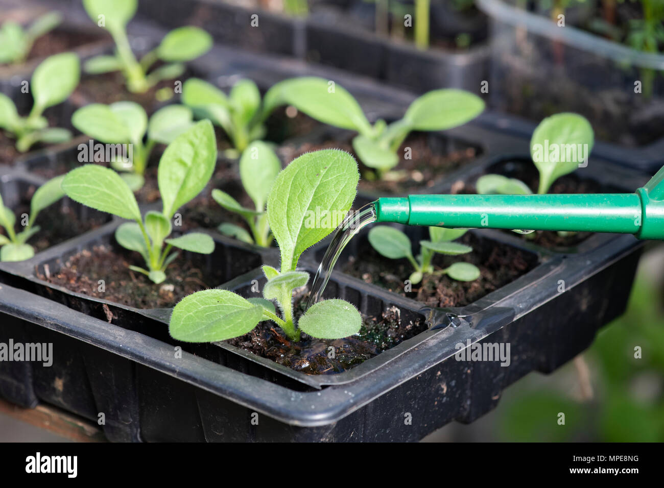 Watering rudbeckia seedlings in a greenhouse. UK Stock Photo