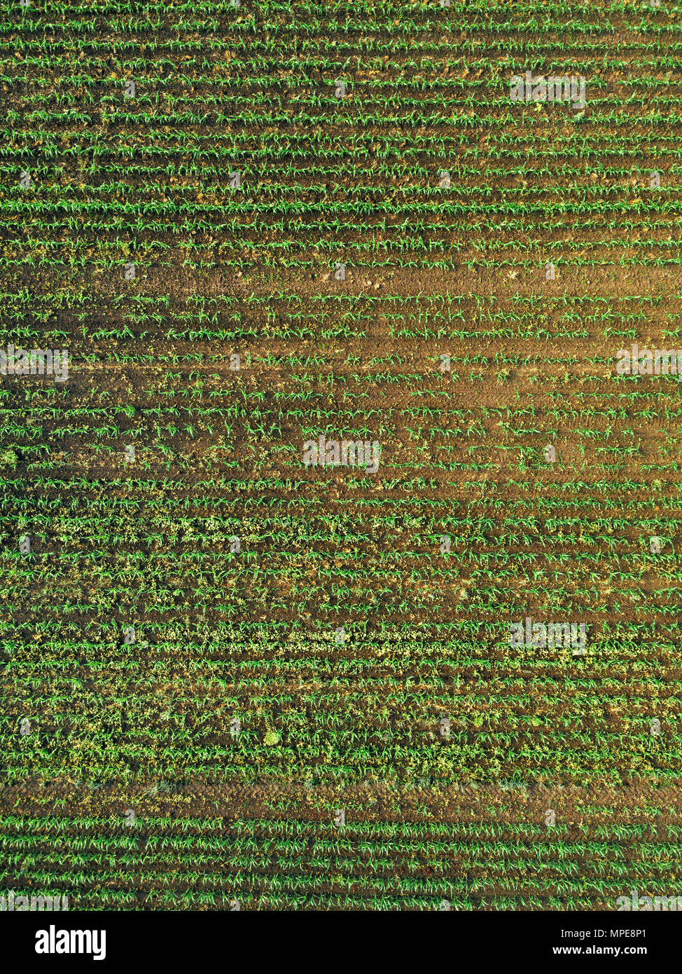 Aerial view of corn crops field with weed from drone pov, top view Stock Photo