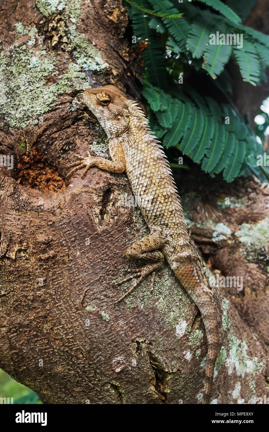 Lizzard sitting on tree at wild forest Stock Photo