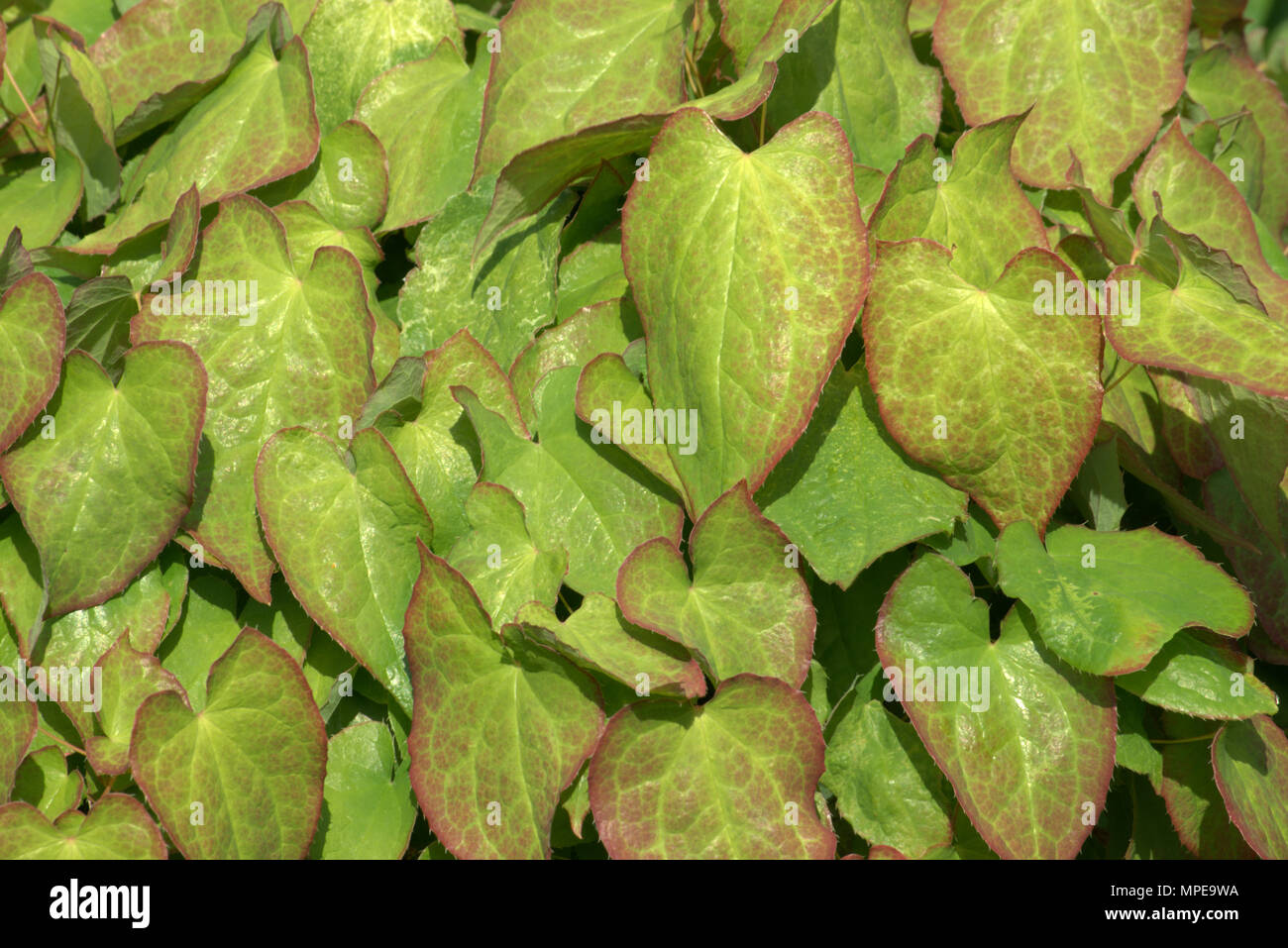 Epimedium x rubrum leaves Stock Photo