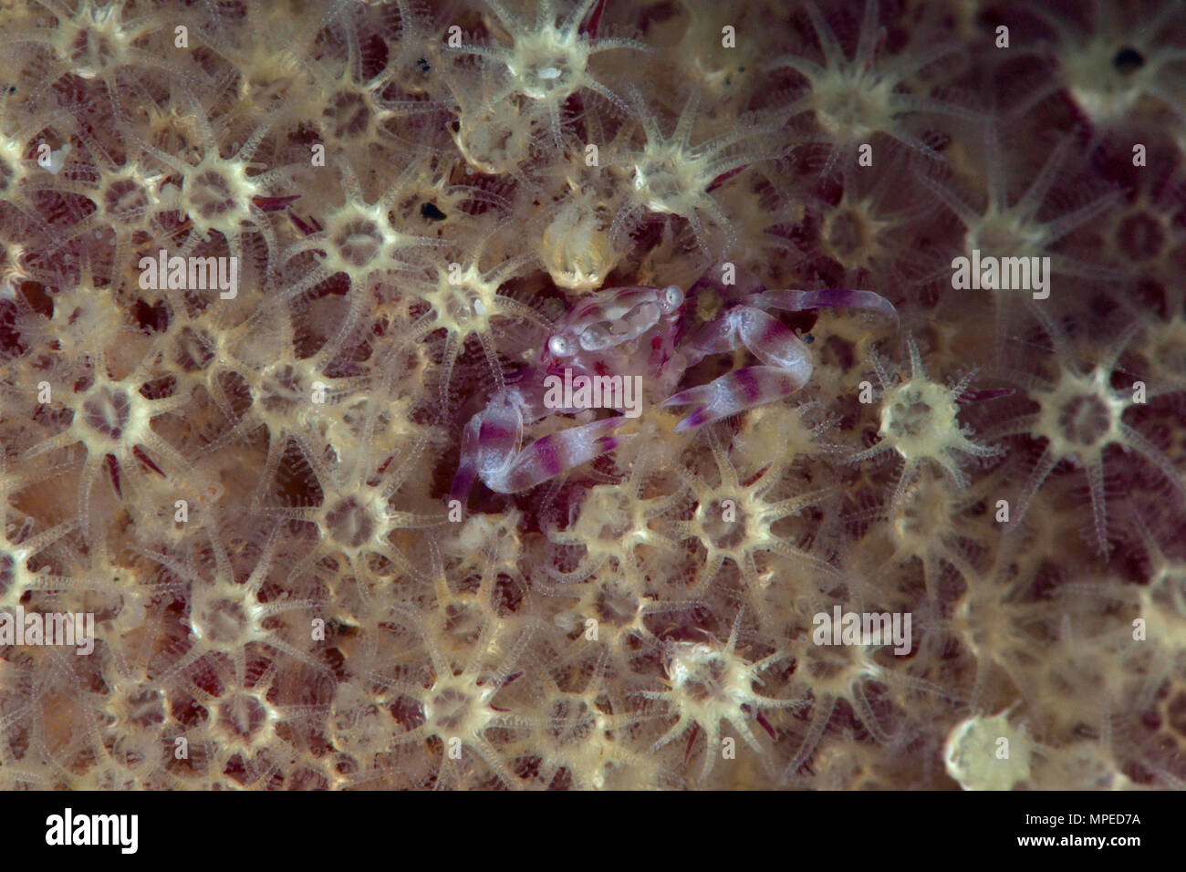 Small Soft Coral Porcelain Crab (Lissoporcellana nakasonei). Picture was taken in Anilao, Philippines Stock Photo