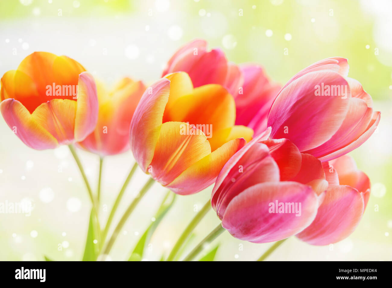 Beautiful bouquet of yellow-pink tulip flowers with green leaves at spring closeup Stock Photo