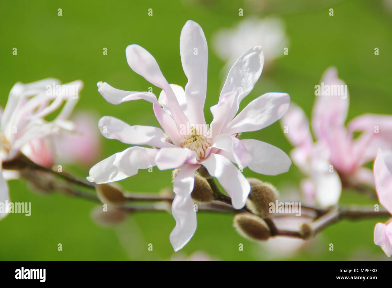 Blossoms of pink Magnolia × loebneri 'Leonard Messel'  in a spring garden, UK Stock Photo