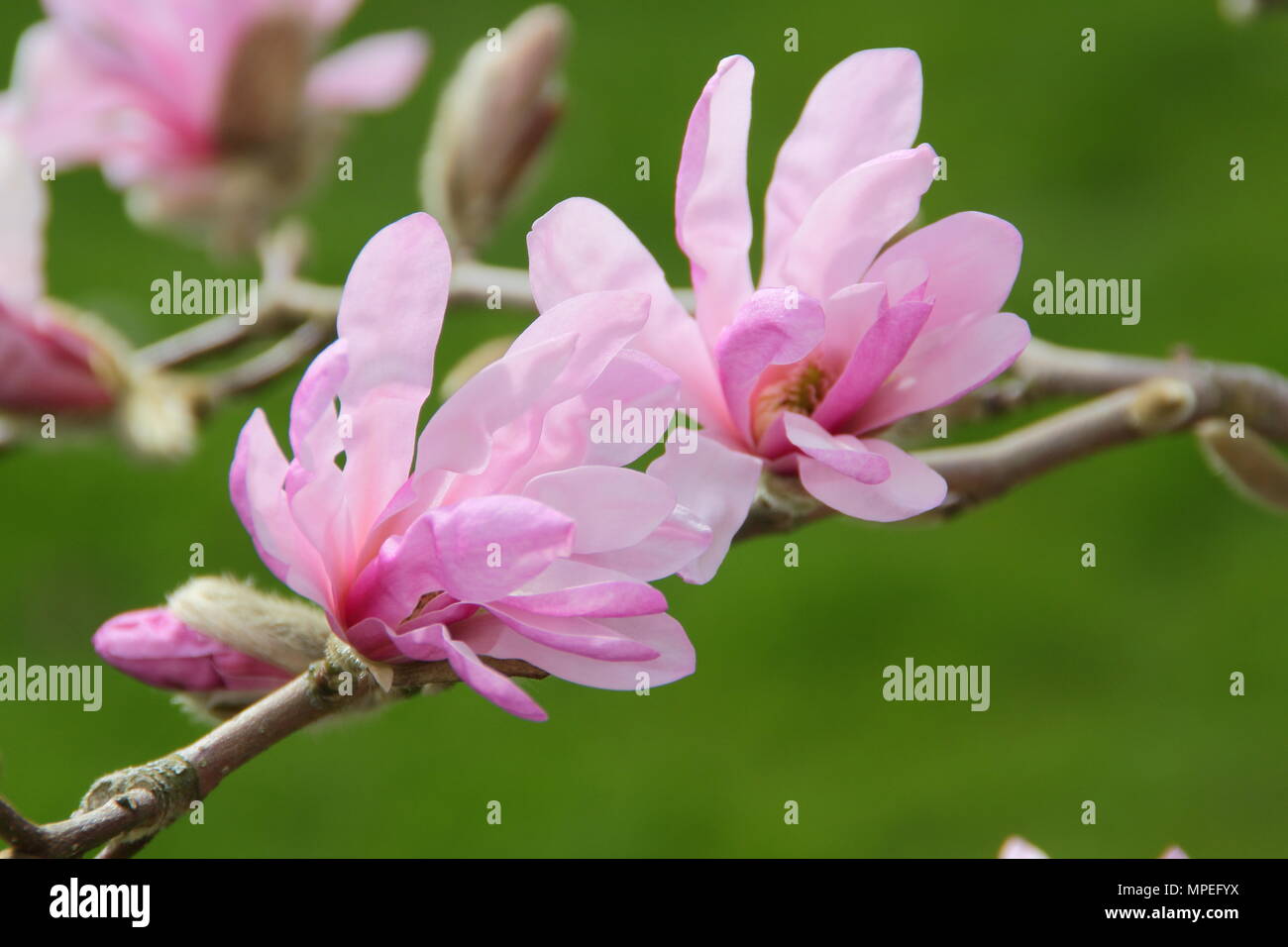 Blossoms of pink Magnolia × loebneri 'Leonard Messel'  in a spring garden, UK Stock Photo