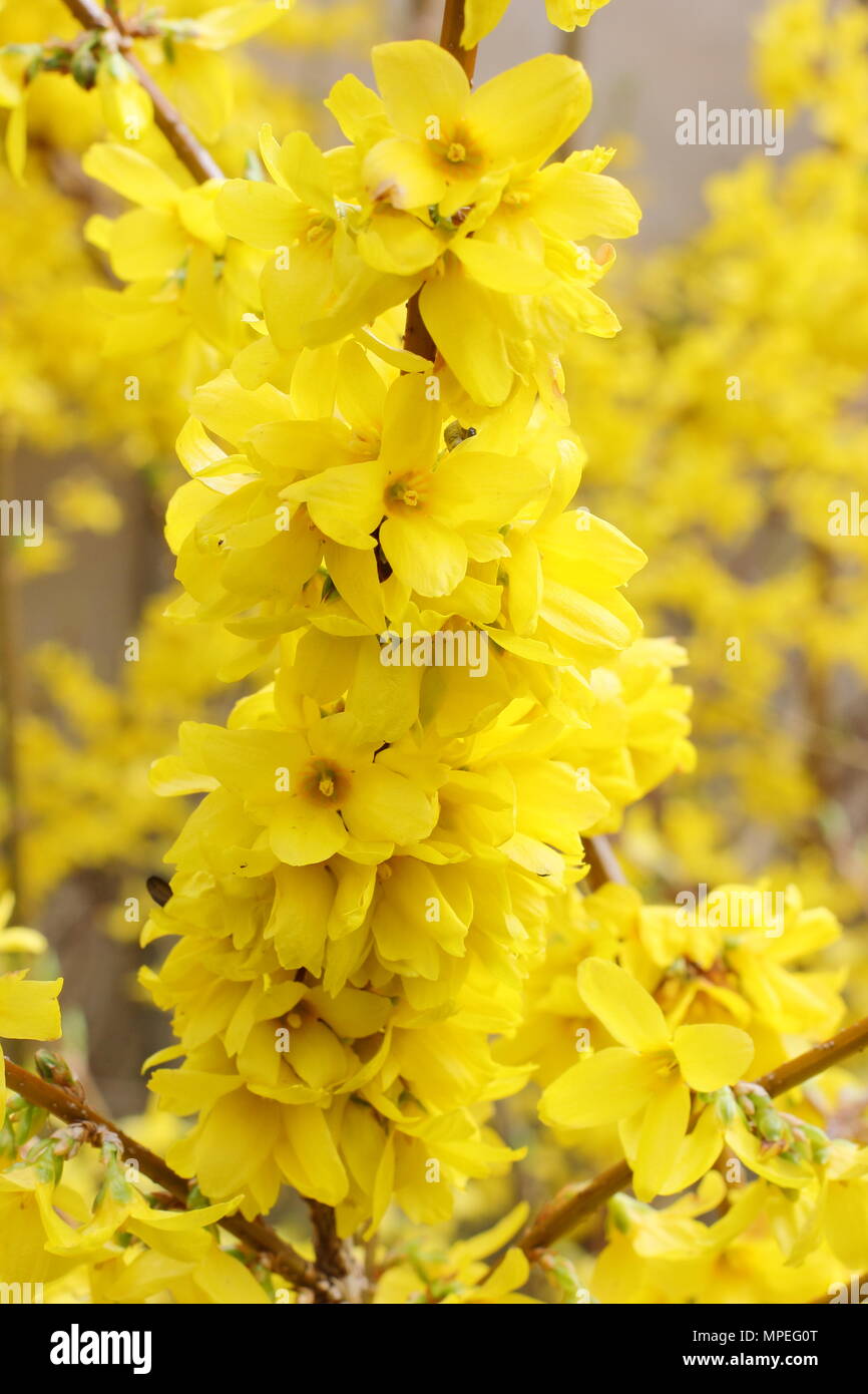 Vibrant blossoms of Forsythia x intermedia in a spring garden, UK Stock Photo