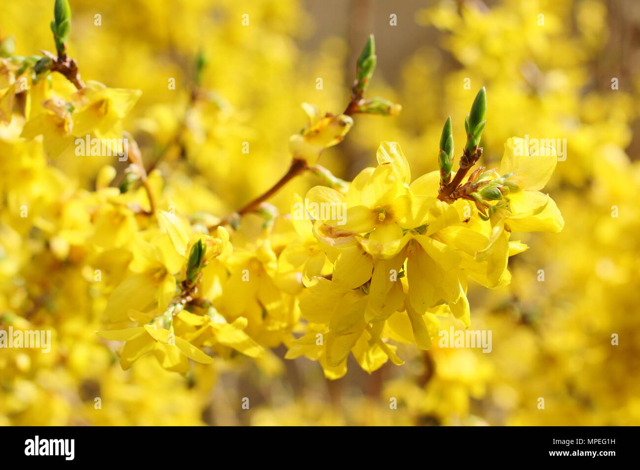 Vibrant blossoms of Forsythia x intermedia in a spring garden, UK Stock Photo