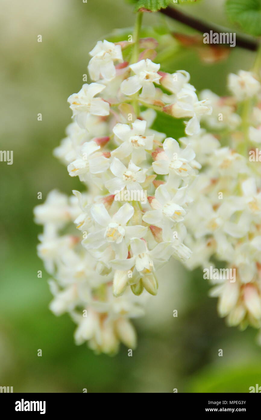 Blossoms of flowering currant Ribes sanguineum 'White Icicle' in a spring garden, UK Stock Photo